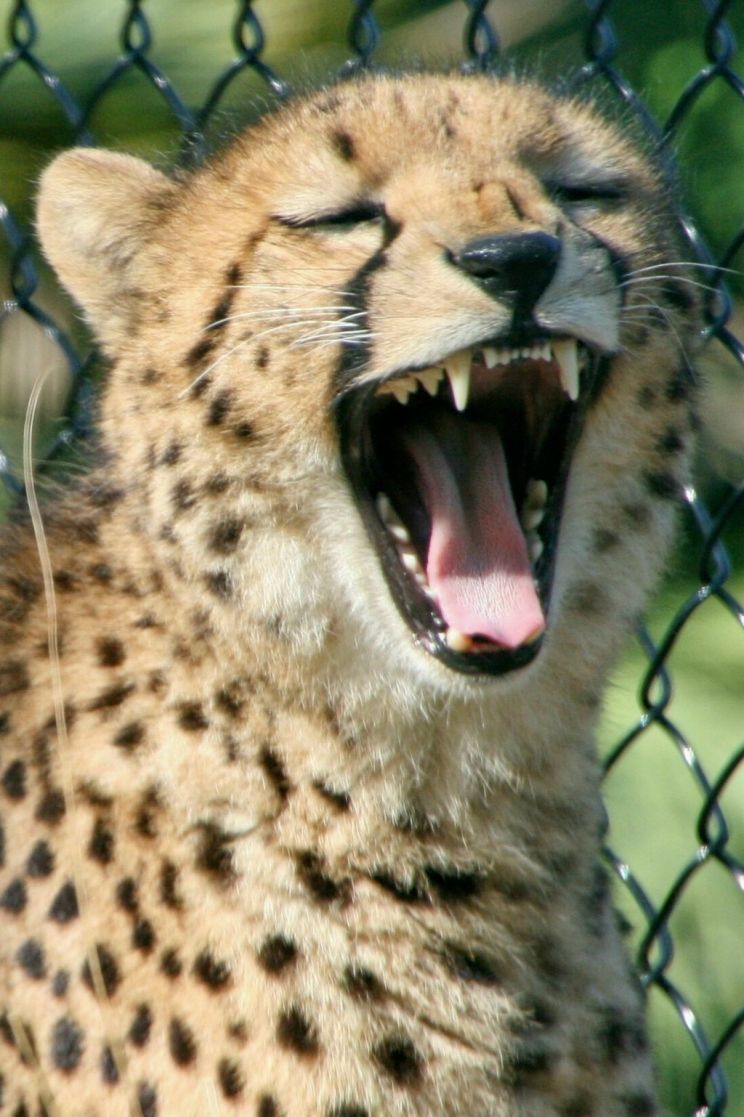 Cheeta