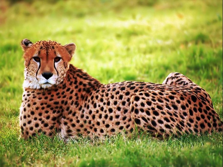 Cheeta