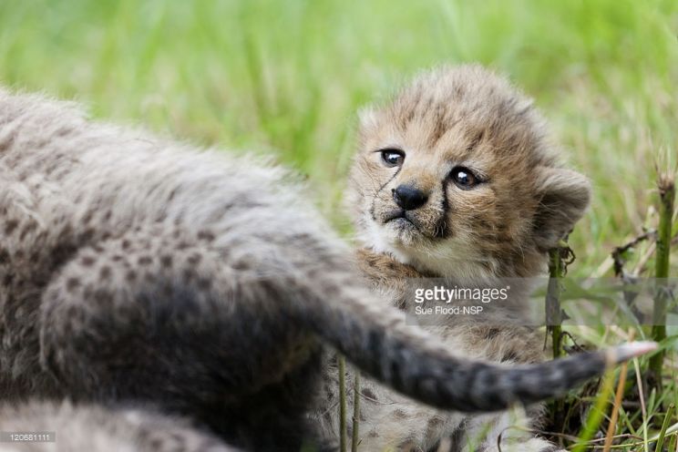 Cheeta