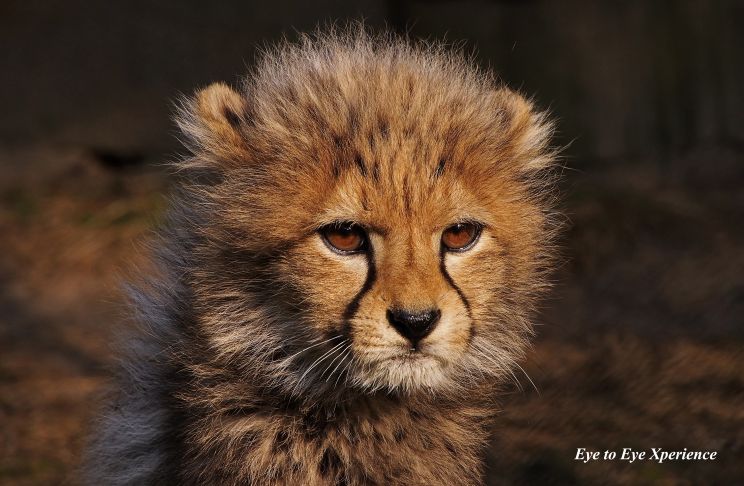 Cheeta