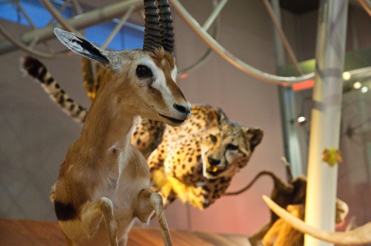 Cheeta
