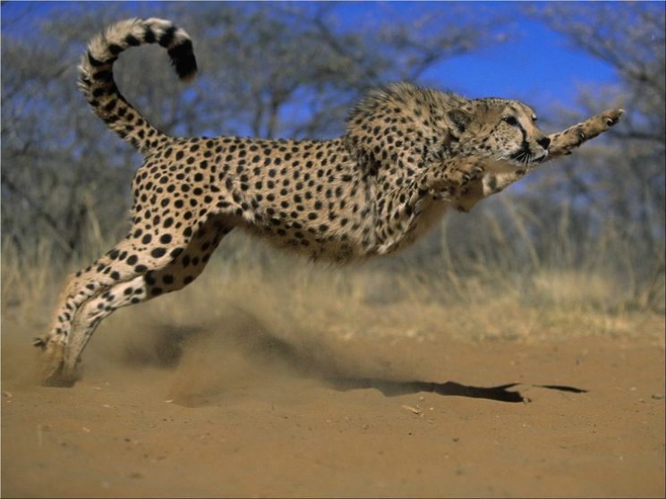 Cheeta