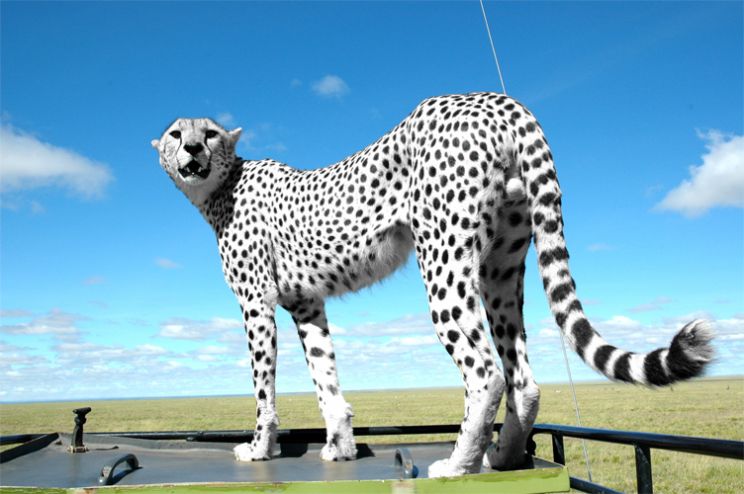 Cheeta
