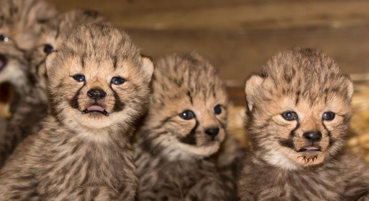 Cheeta