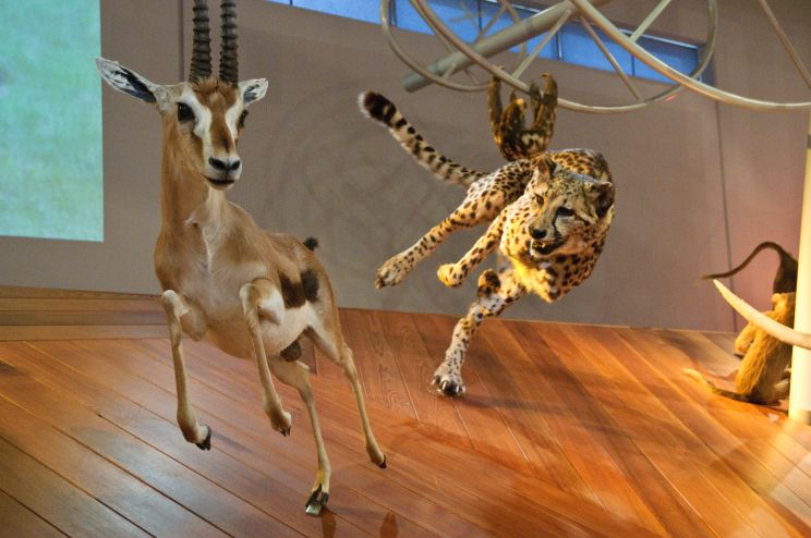 Cheeta