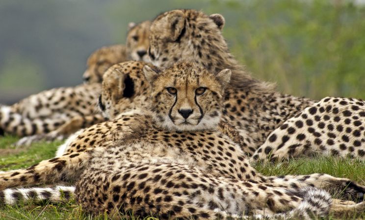 Cheeta