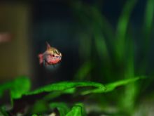 Cherry Barbo