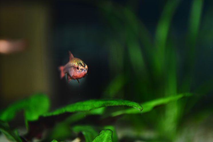 Cherry Barbo