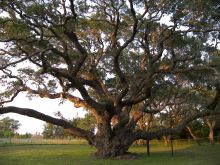 Chief John Big Tree