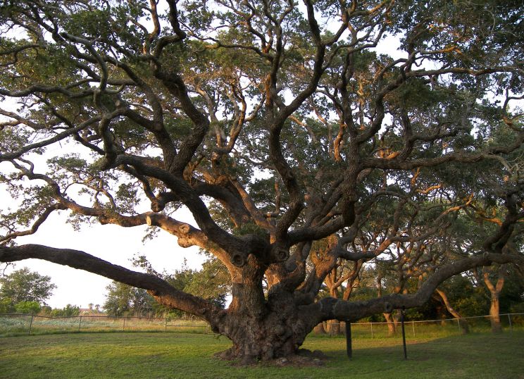 Chief John Big Tree