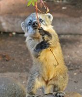 Coati Mundi