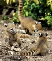 Coati Mundi