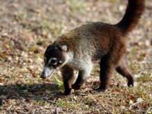 Coati Mundi