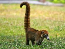 Coati Mundi