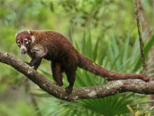 Coati Mundi