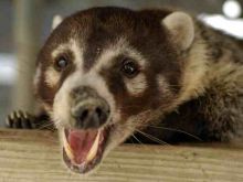 Coati Mundi