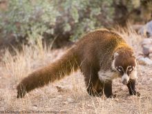 Coati Mundi