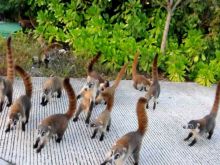 Coati Mundi