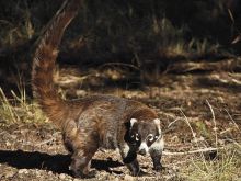 Coati Mundi