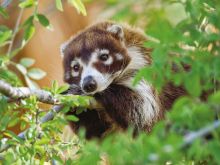 Coati Mundi