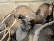 Coati Mundi