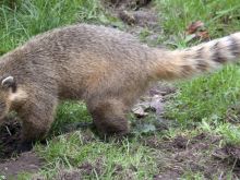 Coati Mundi