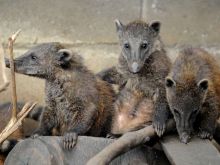 Coati Mundi