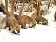 Coati Mundi