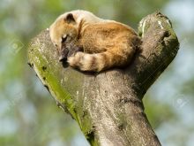 Coati Mundi