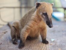 Coati Mundi