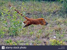 Coati Mundi