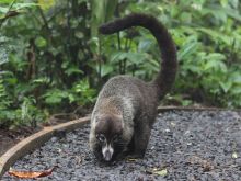 Coati Mundi