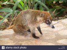 Coati Mundi