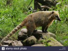 Coati Mundi