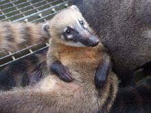 Coati Mundi