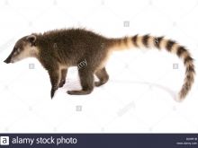 Coati Mundi