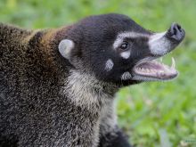 Coati Mundi
