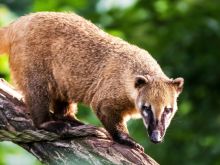 Coati Mundi
