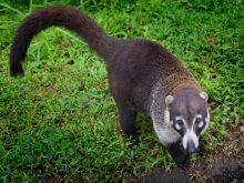 Coati Mundi