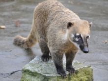 Coati Mundi