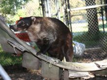 Coati Mundi