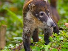 Coati Mundi