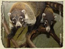 Coati Mundi
