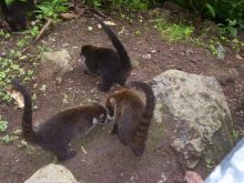 Coati Mundi