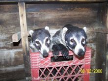 Coati Mundi