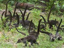 Coati Mundi