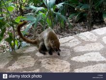 Coati Mundi