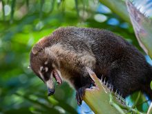 Coati Mundi