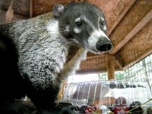 Coati Mundi