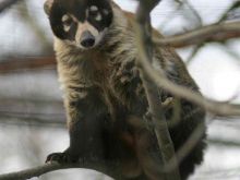 Coati Mundi